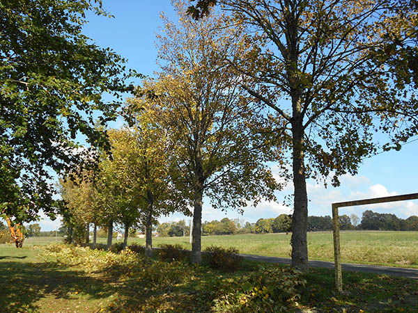 Pose clôture Alençon Élagueur, Sées